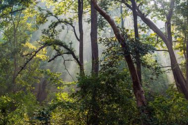 Yoğun tropik orman ile olan Betla ev sahipliği Royal Bengal kaplanı