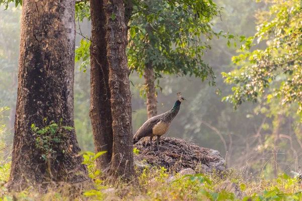 Peacock Its Nest Deep Betla Forest — Stock Photo, Image