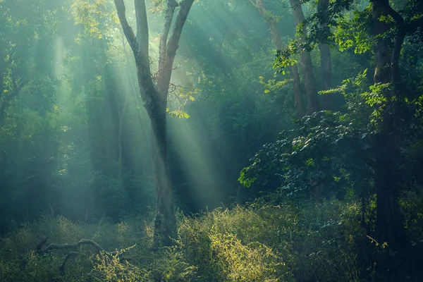 Vackra Drömmande Mörka Skogen Dimmig Morgon Nyanser — Stockfoto