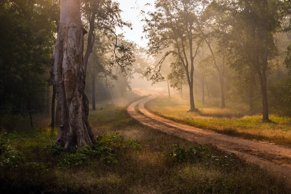 Wunderschöner Zauberwald Einem Wintermorgen Stockfoto