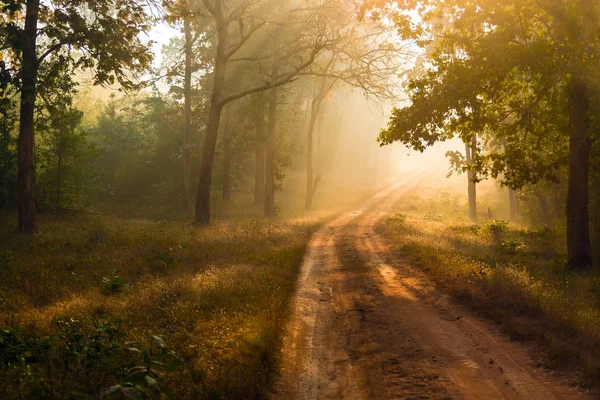 Vackra Täta Skogar Betla Belysta Solljus Ett Dimmigt Vintermorgon — Stockfoto