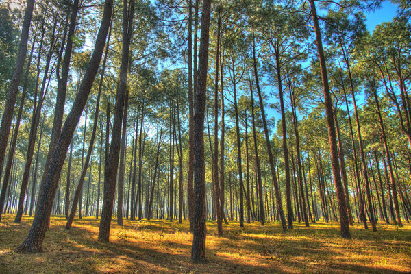 Beautiful forest of tall pine trees at Netarhat, Jharkhand, India.