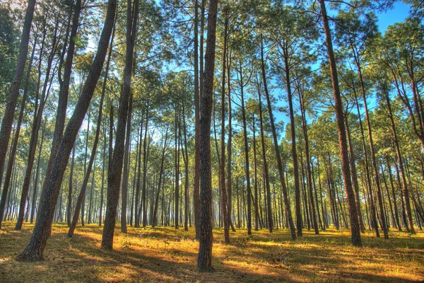 印度贾坎德邦 Netarhat 美丽的高大松树林 免版税图库图片