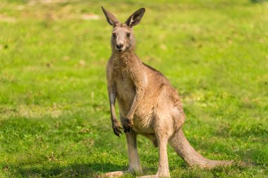 Kangaroo on alert clipart