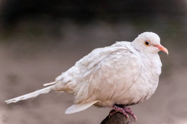 Sevimli beyaz güvercin