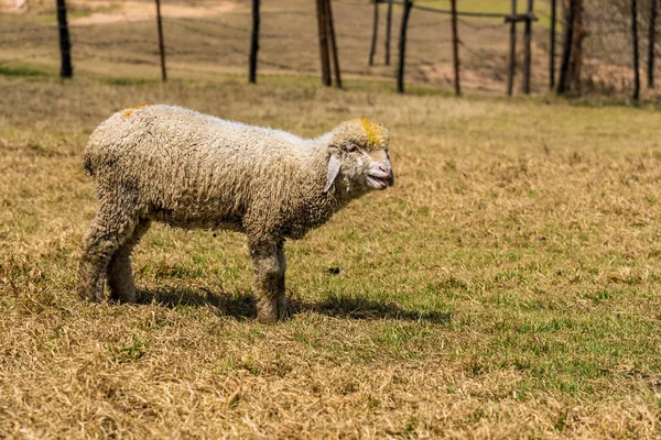 Carino pascolo agnello — Foto Stock
