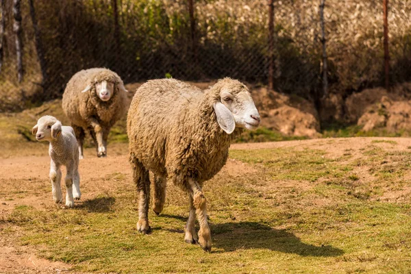 Ovce rodina — Stock fotografie
