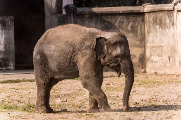 Young asian elephant — Stock Photo, Image