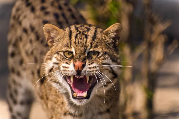 Aggressive wild fishing cat — Stock Photo, Image