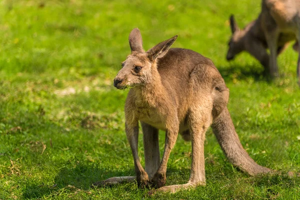 Fiatal kenguru eszik — Stock Fotó