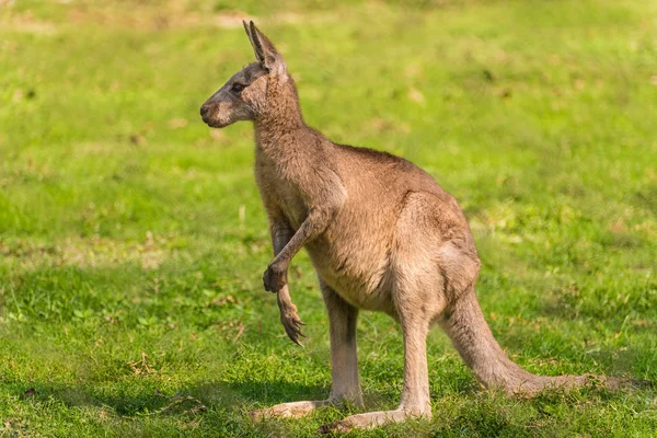 Kangaroo stående — Stockfoto