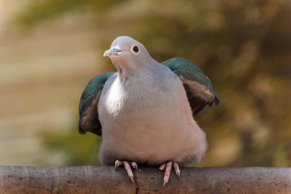 Pigeon émeraude femelle — Photo