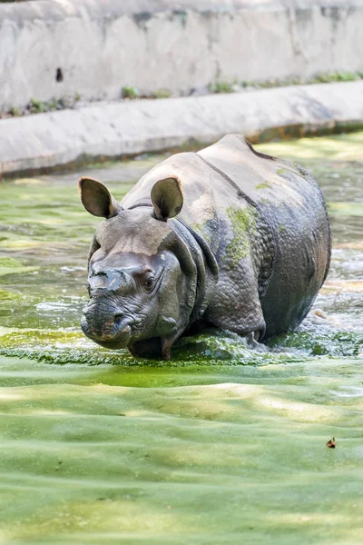 Rhino in water — Stock Photo, Image