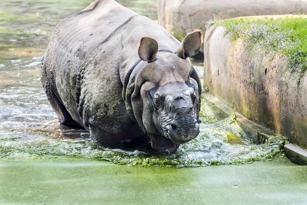 Rhino taking a bath — Stock Photo, Image