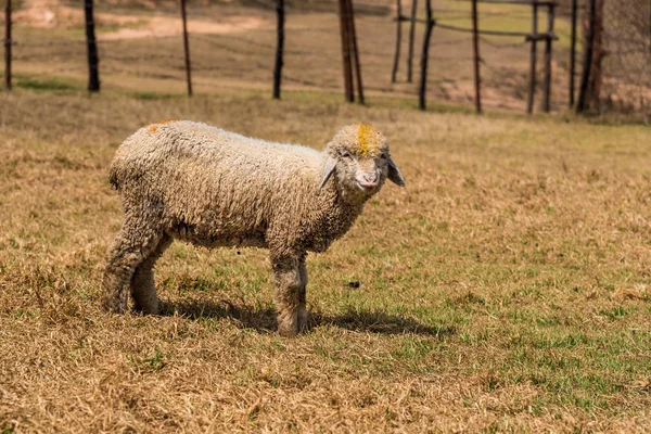 Lammetje — Stockfoto