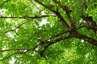 Parkta ağacının alt görünümü.