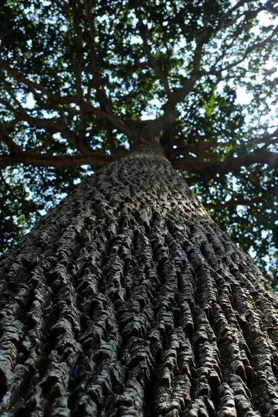 公園に木の底面図 — ストック写真