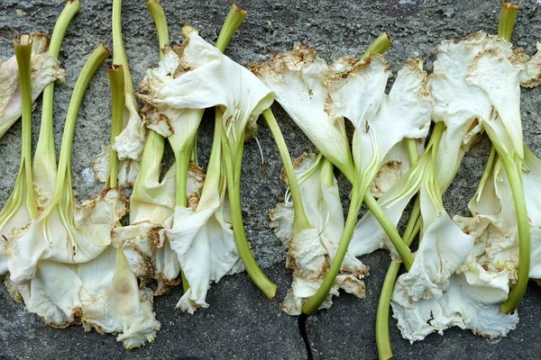 Close Dried Flower Ground — Stock Photo, Image