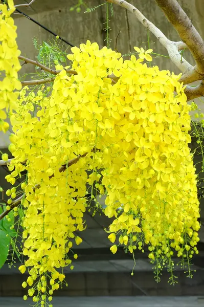 Stäng Upp Vackra Gyllene Dusch Blommor Sommaren Thailand — Stockfoto