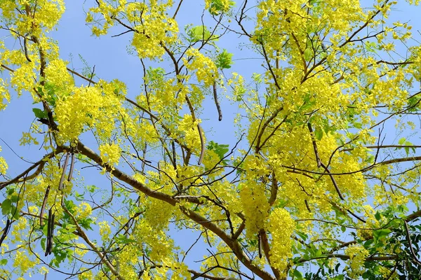 Belas Flores Douradas Chuveiro Hora Verão Tailândia — Fotografia de Stock