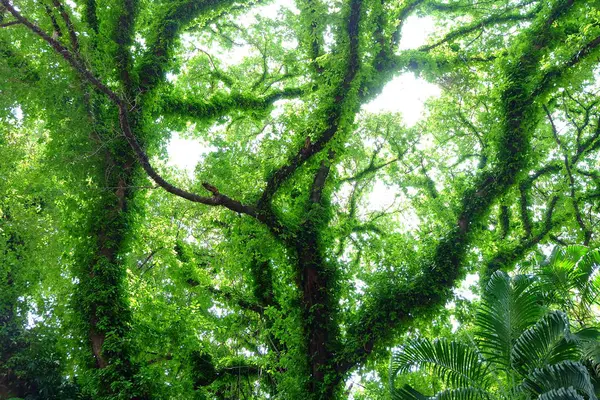 Árvore Folhas Verdes Parque — Fotografia de Stock