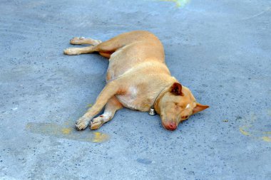 Kör Köpek yerde yatan.