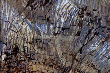 ağaç güdük arka plan.