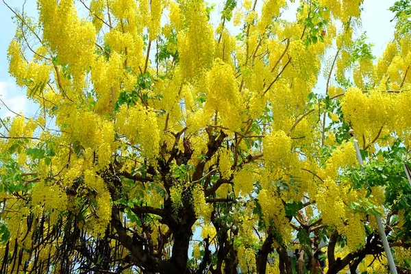 Χρυσή βροχή δέντρο λουλούδι, ανθισμένα το καλοκαίρι στην Ταϊλάνδη. — Φωτογραφία Αρχείου