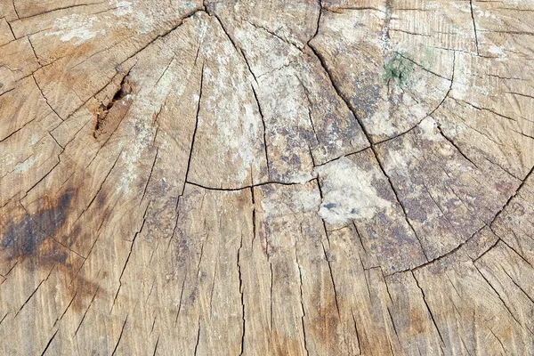 Primer Plano Árbol Del Tronco Del Árbol Cortado Fondo — Foto de Stock