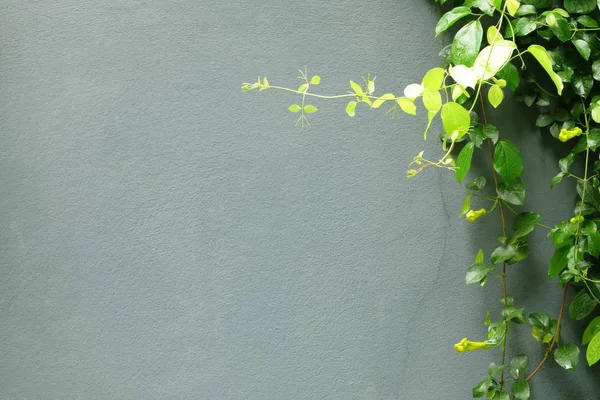 Leaves Concrete Background — Stock Photo, Image