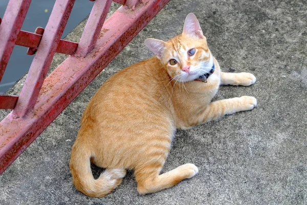 Kucing Buta Berbaring Tanah — Stok Foto