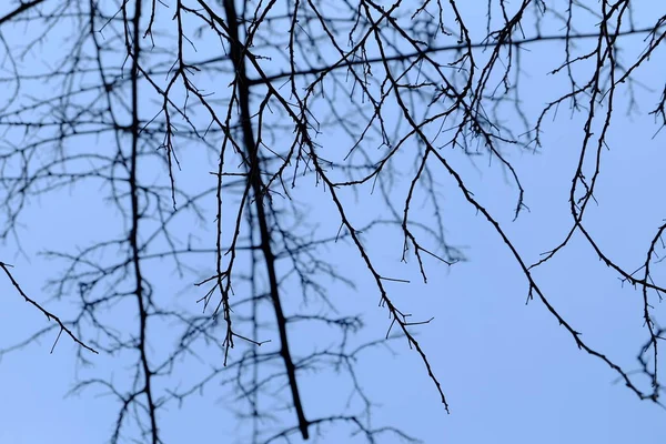 Silueta Ramas Con Fondo Azul Cielo — Foto de Stock