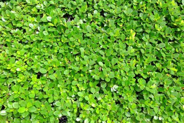 Yeşil yaprakları kapat.