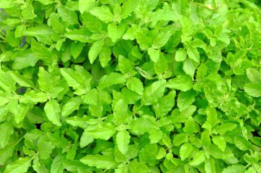 Yeşil yaprak dokusu arkaplanı.