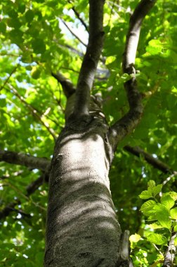 Ağaç Arka Planını Kapat.