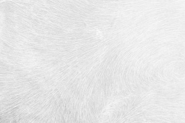 White Buffalo Skin Background.