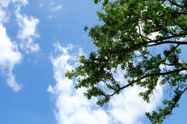 Yaprak Arka Plan ile Mavi Gökyüzü.