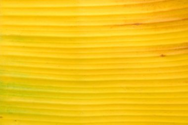 Sarı muz yaprak arka plan.