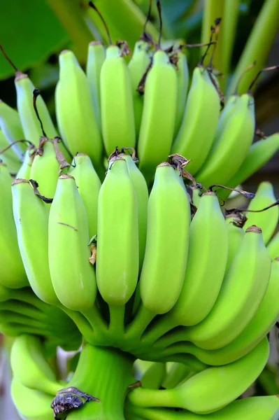 Bananas Verdes Jardim — Fotografia de Stock