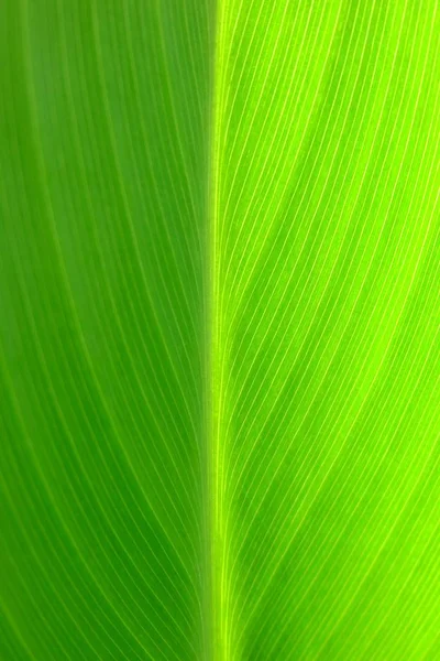 Закрыть Зеленый Лист Текстуры Фона — стоковое фото