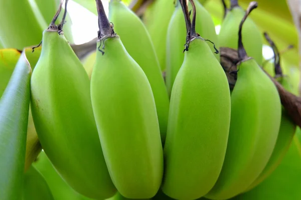 Unripe Bananas in The Garden.