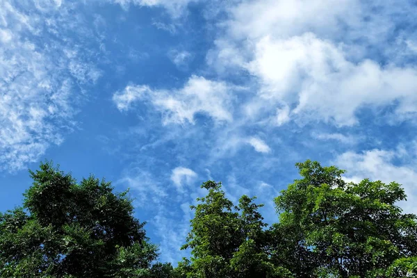 Cielo Azul Nube Con Árbol — Foto de Stock