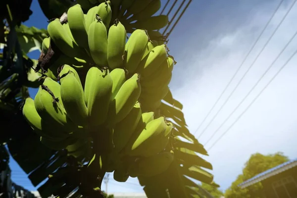 Låg Vinkel Bild Bananträd Med Ljus Läcka — Stockfoto