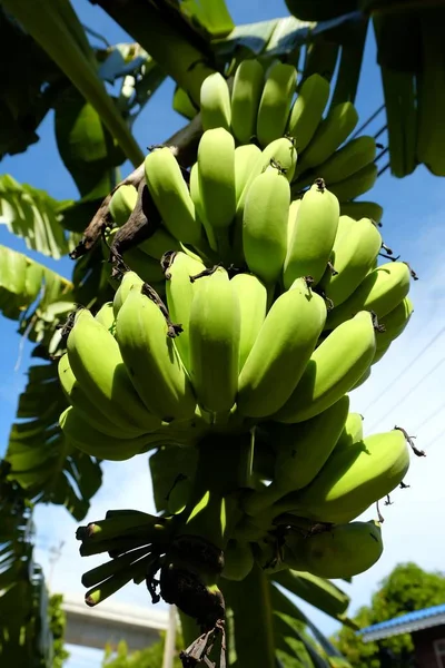 Lage Kijkhoek Van Bananenboom — Stockfoto