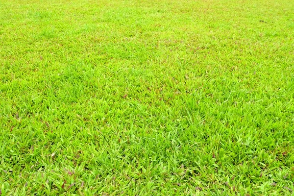 Latar Belakang Lapangan Hijau Rumput — Stok Foto