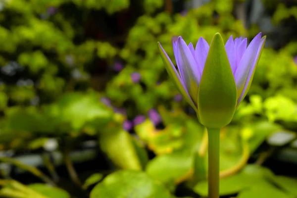 Kwiat Lilii Wodnej Lub Lotosu Stawie — Zdjęcie stockowe