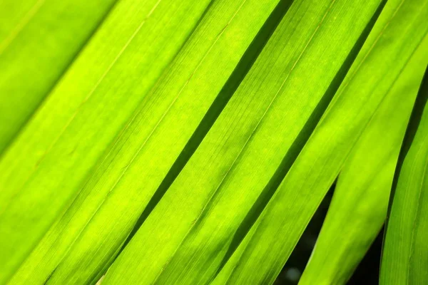 Grüne Blätter Hintergrund Selektiver Fokus — Stockfoto