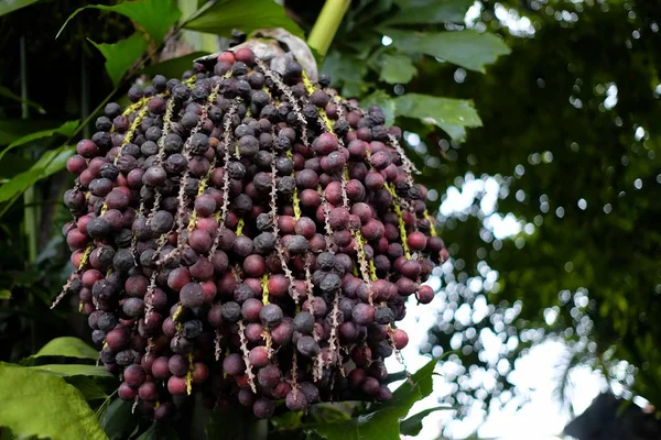 Närbild Caryota Uren Frukter — Stockfoto