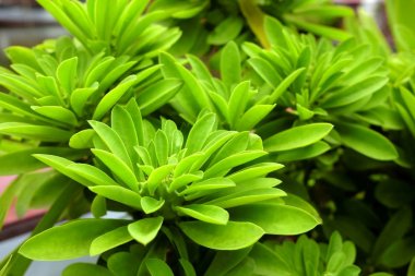 Yakın Kapat Yeşil Yapraklar Ağacı.