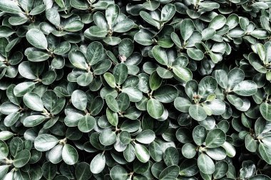 Plaj Bypass Etkisi Arka Plan Bırakır.